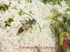 insect