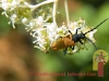 insect