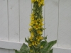phlomeides
