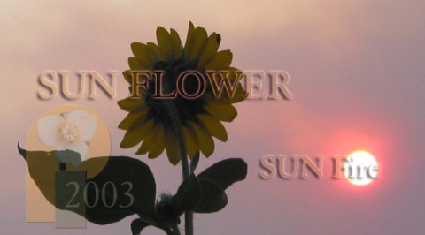 Sunflower, Sun f/ire