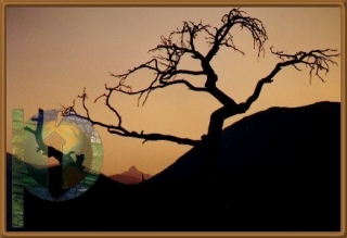Golden Burmis