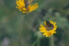AB