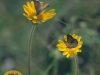 Butterfly Petals