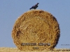 farming