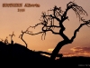 Burmis Tree