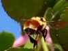 Bee 1