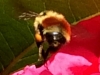 Bee 2