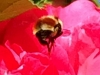 Bee 3