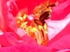 Bee 4