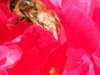 Bee 5