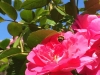 Bee 1