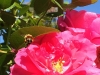 Bee 2