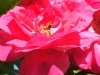 Bee 3