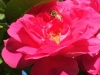Bee 4