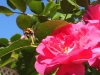 Bee 5
