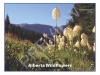 2014 AB Wildflowers Calendar front