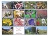 2014 AB Wildflowers Calendar image overview