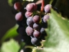 Concord Grapes on the Vine