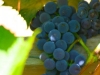 Grapes on the Vine