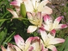 pink and white lilies