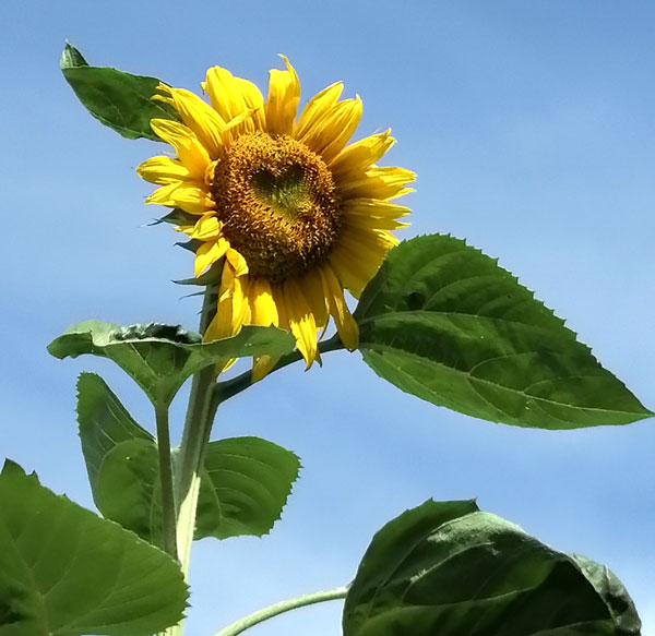 Sunflower Love 2020