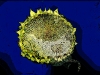 Helianthus annuus