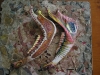 Painted Jaws II