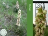 Yucca