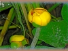 yellow pond-lily/Yellow Cow-lily