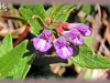 marsh skullcap/Hooded Skullcap