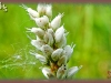 alpine bistort/Viviparous Knotweed