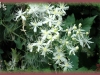 western clematis/Western Virgin's-bower