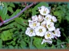 round-leaved hawthorn/Fireberry Hawthorn