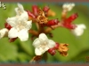 low-bush cranberry/Squashberry