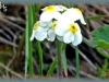 northern fairy candelabra/Pygmy-flower Rock-jasmine