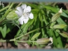 night-flowering catchfly