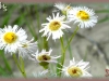 Philadelphia fleabane