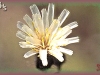 white hawkweed