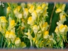 common toadflax/Butter-and-eggs