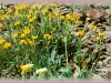 alpine arnica/Narrowleaf Leopardban