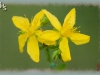 St. John's-wort