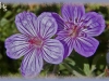 sticky purple geranium