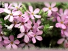 moss phlox/Hood's Phlox