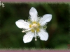 fringed grass-of-parnassus