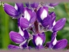 silky perennial lupine/Pursh's Silky Lupine