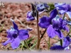 low larkspur/Flat-head Larkspur