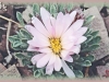 alpine townsendia/Cushion Townsend-daisy