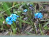 alpine forget-me-not/Asian Forget-me-not
