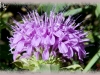 wild bergamot