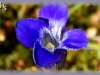 Macoun's gentian